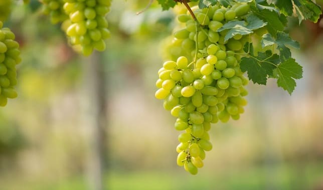 about-grapes-12