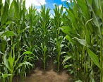 about-maize-1