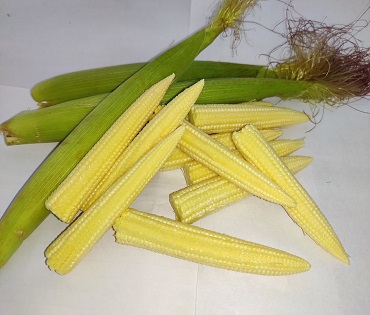 babycorn-fresh