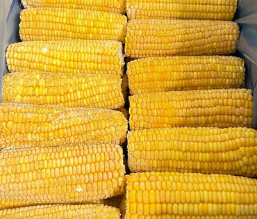 corn-on-cob-2